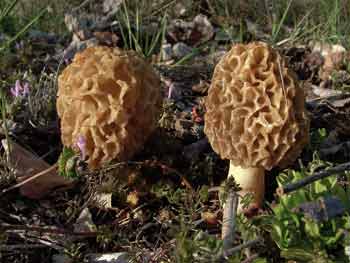 Morchella esculenta